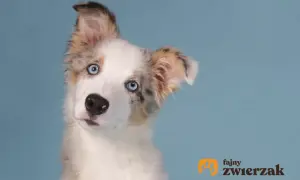 Uroczy szczeniak border collie z niebieskimi oczami i pięknym, marmurkowym umaszczeniem, przechyla głowę z zaciekawieniem.