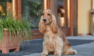 Cocker spaniel: włosy czy sierść? Prawda i pielęgnacja!