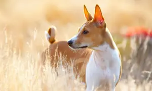 Basenji w złotym świetle, stojący w trawie.