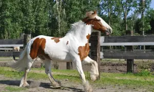 Piękny, łaciaty koń rasy Paint Horse w galopie. Jego biało-brązowa sierść i bujna grzywa świadczą o tym, że rasowy koń to inaczej.