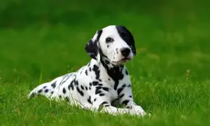 Uroczy dog o białej sierści w czarne cętki leży na zielonej trawie, wyglądając jak żywa plama.