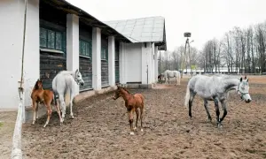 Największa stadnina koni w Polsce: Janów Podlaski czy Michałów?