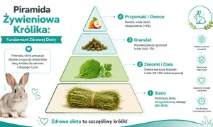 Piramida żywieniowa królika: Siano to podstawa, zielonki i zioła, granulat, a okazjonalnie jabłko i inne owoce.