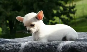 Uroczy, biały chihuahua, najmniejszy pies na świecie, leży na szarym kocu na tle zieleni.