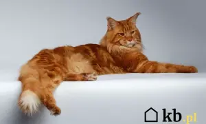 Rudy kot rasy Maine Coon leżący na białym tle.