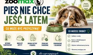 Pies nie chce jeść latem? Wysokie temperatury, mniejszy apetyt, problemy trawienne. Sprawdź, co możesz zrobić, by pomóc swojemu pupilowi.