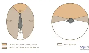 Ilustracja pokazuje, jak widzi koń: szerokie pole widzenia obuocznego (132° po bokach, 66° z przodu) i małe pole martwe z tyłu (30°).