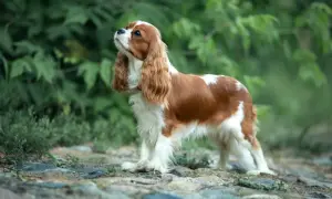 Cavalier King Charles Spaniel o brązowo-białym umaszczeniu stoi na kamienistej ścieżce wśród zieleni.