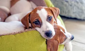 Słodkie szczenięta Jack Russell Terrier leżące w zielonym legowisku. Zastanawiasz się, ile kosztuje odrobaczenie psa?
