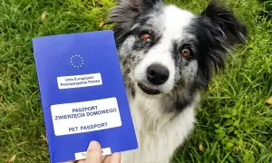 Pies patrzy na niebieski paszport zwierzęcia domowego trzymany w dłoni na tle trawy.