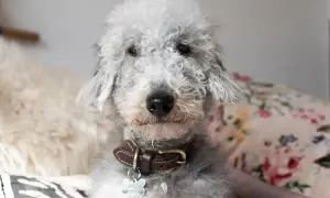 Uroczy pies rasy Bedlington Terrier z kręconą sierścią. Właściciele często zastanawiają się, ile żyje pies z padaczką, ale ten psiak wygląda na zdrowego i szczęśliwego.
