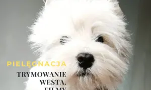 Westie: Czy linieje? Odkryj sekrety trymowania i czystego domu
