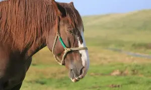 Jak śpi koń? Tajemnice snu REM i dobrostanu twojego wierzchowca.