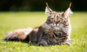 Majestatyczny maine coon, którego waga imponuje, leży na trawie.