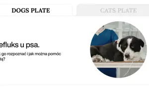 Pies z objawami refluksu u weterynarza. Jak rozpoznać refluks u psa i jak pomóc dietą?