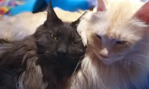 Dwa koty rasy maine coon, jeden czarny, drugi kremowy, przytulają się. Czarny maine coon najwiekszy, z zielonymi oczami, patrzy wprost.