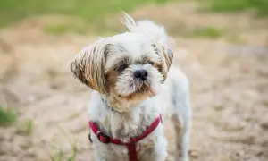 Mały, biały pies rasy Shih Tzu w czerwonej obroży stoi na piaszczystym podłożu.