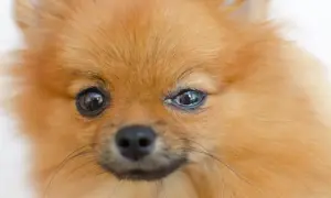 Pomeranian z zaczerwienionym okiem, widoczne żółtawe wydzieliny wskazujące na zapalenie spojówek u psa.
