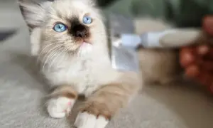 Kociak rasy Ragdoll z niebieskimi oczami jest czesany szczotką.