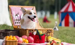 Radosny corgi w koszyku piknikowym, gotowy na dzień psa. W tle namiot cyrkowy i owoce.