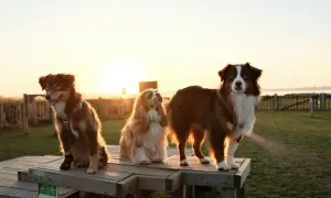 Trzy psy, w tym dwa owczarki australijskie i spaniel, siedzą na drewnianej ławce o zachodzie słońca.