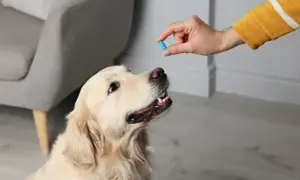 Zastanawiasz się, jaki lek przeciwbólowy dla psa będzie najlepszy? Oto złoty retriever czeka na tabletkę.