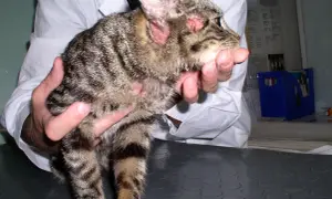 Kot z zaczerwienionymi uszami i łysymi plamami na głowie, które mogą być objawami alergii na kota.