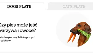 Jamnik z marchewką w pysku. Dowiedz się, jakie warzywa może jeść pies, by był zdrowy.
