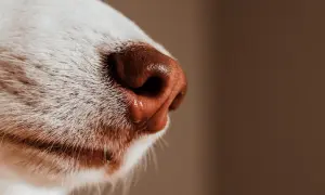 Zbliżenie na mokry, brązowy nos psa i białe wąsy na tle.
