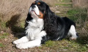 Cavalier King Charles Spaniel: Sierść czy włosy? Prawda dla alergika