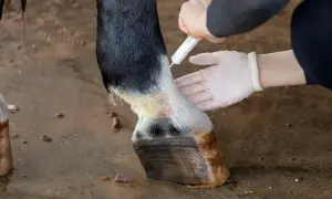 Leczenie grudy u konia. Weterynarz w rękawiczkach aplikuje maść na chorą nogę zwierzęcia.