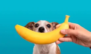 Czy pies może jeść banana? Słodki przysmak w zasięgu psiego nosa.