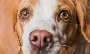 Zbliżenie na pysk psa rasy beagle. Widać jego brązowe oczy, które wydają się lekko zaczerwienione, oraz różowy nos.
