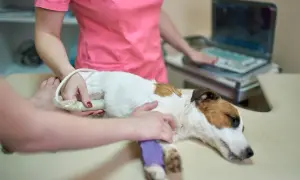 Weterynarz wykonuje USG jamy brzusznej u psa, badając pod kątem ropomacicza. Zdjęcia z badania pomogą w diagnozie.