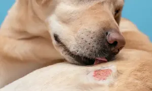Labrador liże zaczerwienioną, podrażnioną skórę, co może wskazywać na choroby skóry u psa.