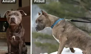 Amstaff siedzi w domu, a pitbull stoi na śniegu. Oba psy mają silną budowę.