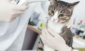 Weterynarz bada kota, który nie chce jeść. Kot ma wielkie oczy i wygląda na zaniepokojonego.