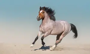 Piękny koń w plamki galopuje po piaszczystej plaży, jego grzywa rozwiewa się na wietrze.