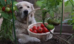Golden retriever leży obok koszyka pełnego pomidorów w ogrodzie.