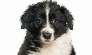Wymiana sierści u border collie: kiedy i jak dbać o szatę?