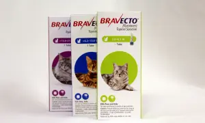 Trzy pudełka preparatu Bravecto dla kotów z wizerunkami kotów i informacjami o produkcie.