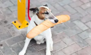 Pies trzymający w pysku bagietkę na tle chodnika i żółtego słupka.