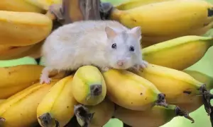 Mały, puszysty chomik siedzi na kiści bananów, zastanawiając się, czy chomiki mogą jeść banany.
