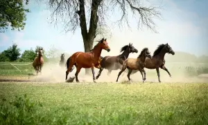 Stado koni pędzi przez łąkę, wzbijając tumany kurzu. Ich galop jest szybszy od kłusa, a wiatr rozwiewa grzywy.