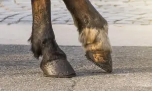 Dwa kopyta konia na asfalcie. Jedno ciemne, z widocznymi śladami użytkowania, drugie jaśniejsze, z sierścią.