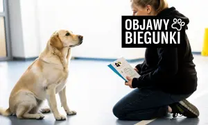 Labrador siedzi, słuchając właścicielki czytającej o objawach biegunki u psa i domowych sposobach radzenia sobie z nią.