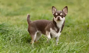 Brązowo-biały chihuahua krótkowłosy stoi na zielonej trawie.