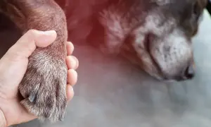 Dłoń trzymająca łapę psa, z niewyraźnym psem w tle.
