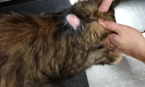 Kot z widocznymi zmianami skórnymi na karku, prawdopodobnie objawy chorób skóry u kota. Zdjęcia pokazują podrażnienie i zaczerwienienie.