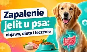 Zapalenie jelit u psa: objawy, dieta i leczenie. Zdrowy piesek z widocznym układem pokarmowym, miska karmy i składniki odżywcze.